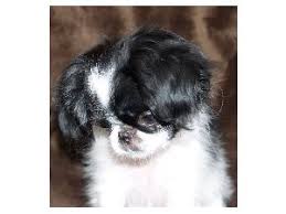 Find japanese chin puppies and breeders in your area and helpful japanese chin information. Japanese Chin Puppies In Oklahoma