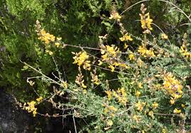 Image result for Adenocarpus mannii