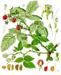 Image result for Rubus iringanus
