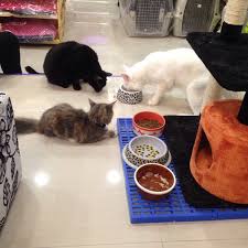 Za8 & sue pet micasa. Photos At Imadi Pet Now Closed Pet Store In Shah Alam