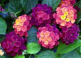 Lantana Lantana Camara Flowers Lantana Plant