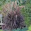 How many pennisetum orientale 'karley rose' (oriental fountain grass) do i need for my garden? Https Encrypted Tbn0 Gstatic Com Images Q Tbn And9gctcpd25btbntstuugu8vfi09byetuu3qoea9aqleh2jtxnjt4im Usqp Cau