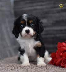 Poppy Cavalier King Charles Spaniel Puppy For Sale In New Concord King Charles Cavalier Spaniel Puppy Cavalier King Charles Dog Cavalier King Charles Spaniel