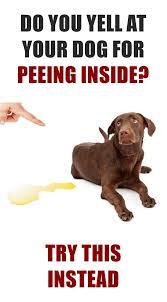 How To Stop A Dog From Peeing In The House House Training Puppies Dogs Peeing In House Dog Pee