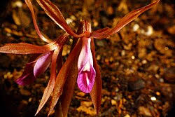 Image result for Nervilia pectinata