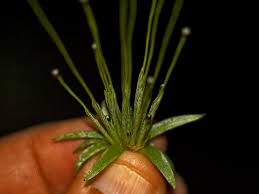 Image result for Eriocaulon setaceum