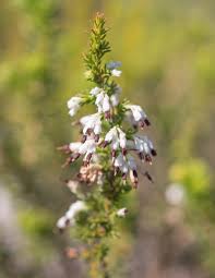Image result for Selaginella imbricata