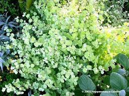 Maybe you would like to learn more about one of these? Pin On Drought Resistant Landscape