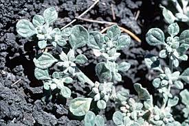 Image result for Glinus lotoides