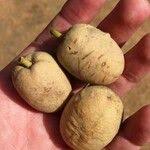 Image result for Balanites maughamii