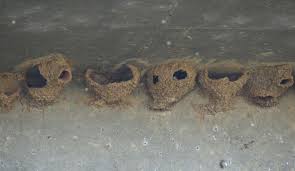 Birds That Make Mud Nests Under Bridges Cliff Swallow Nests Under Highway 41 Bridge Where It Crosses Over The San Joaquin River Photo Mike Smith Woodward Park Under Bridge San Joaquin