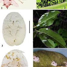 Image result for Cyperus aterrimus