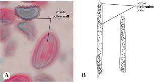 Image result for Gnetaceae