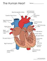We did not find results for: Free Printable Heart Diagram For Kids Labeled And Unlabeled