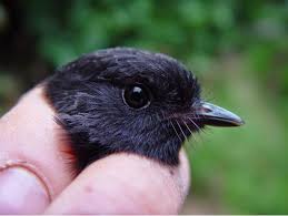 I'm going to do a periscope steam in 30 minutes on memes as. Discovery Magnificent Black Robin