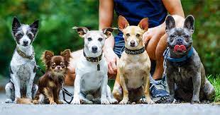 Are Mixed Breed Dogs Really Healthier Than Purebreds Diamond Pet Foods