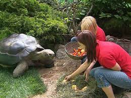 In den videos seht ihr xaver, er ist tierarzt und wenn du mich in der erstellung von videos und inhalten für die homepage unterstützen möchtest, geht das über buymeacoffee.com/zierschildi oder patreon.com/zierschildkroete. Zerstrittenes Schildkrotenpaar Getrennt Kaernten Orf At