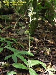 Image result for Habenaria disparilis