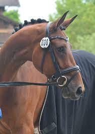 St Pr A Waleria D Amour Ea Gestut Hohenschmark Animalphotography Animalphotographycompetitions Animalphotographyinstag Horses Show Horses Pretty Horses