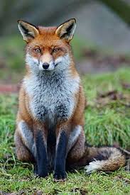 Vulpes vulpes) حيوان من الثعالب ينتمي إلى رتبة آكلات اللحوم وفصيلة الكلبيات، وهو يعرف أيضا بمجرّد الثعلب بما أنه أكثر أنواع الثعالب شيوعا، خصوصا في بريطانيا وأيرلندا حيث لم يعد يوجد أي نوع بري من الكلبيات سواه. Ø«Ø¹Ù„Ø¨ Ø£Ø­Ù…Ø± ÙˆÙŠÙƒÙŠØ¨ÙŠØ¯ÙŠØ§