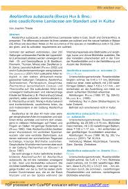 Image result for Aeollanthus subacaulis