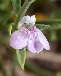 Image result for Justicia australis