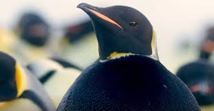 3 on une question : Un Manchot Empereur Entierement Noir A Ete Filme En Antarctique