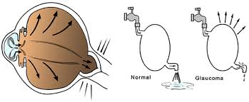 The optic nerve carries information about vision from the eye to the brain. Frontiers The Hub And Spoke Management Of Glaucoma Neuroscience