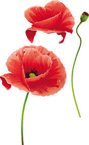 190 immagini gratis di fiori png. Tubes Fiori In Png Bellissimi