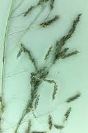 Image result for Eragrostis pilosa