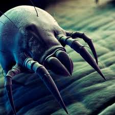 Image result for Sarcoptes scabiei