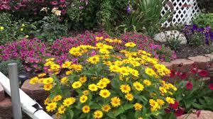 Tuscan sun false sunflower | walters gardens. Perennial Sunflower Heliopsis Tuscan Sun Www Gardencrossings Com Youtube
