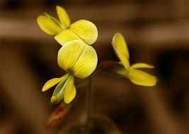 Image result for Rhynchosia sublobata