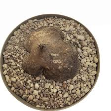 Image result for Dioscorea sylvatica