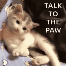 It's hardly possible to find someone who doesn't appreciate a funny picture with a cute kitty. Sassy The Cat Gifs Tenor