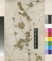 Image result for Cynanchum obtusifolium