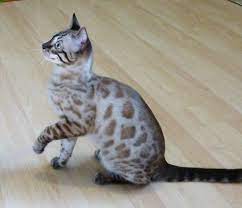 Klaus The Charcoal Mink Spotted King Bengal Cat Pretty Cats Cats