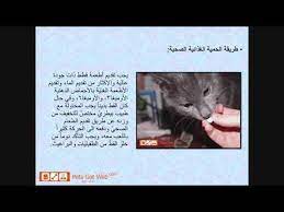 كيف أمنع تساقط شعر القطط بيتس جوت ويب لشراء وبيع الحيوانات الأليفة petsg art pandora screenshot