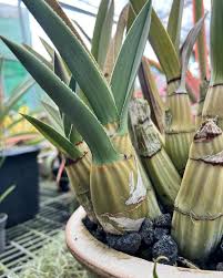 Image result for Eulophia petersii