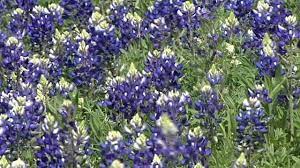 Maybe you would like to learn more about one of these? Will There Be Bluebonnets This Year How The February Winter Storm Affected Texas Wildflower Season