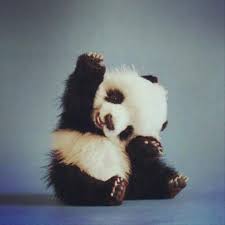 Stretching Is Good For You Cute Wild Animals Fluffy Animals Cute Animals