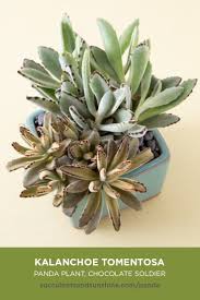 This Succulent Does Well Indoors And Is Great For Beginners Succulents Plants Planting Succulents