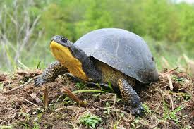 La table basse relevable doit avant tout être choisie en fonction de l'espace disponible dans le salon. Tortue Mouchetee Emydoidea Blandingii Programme De Retablissement 2018 Canada Ca