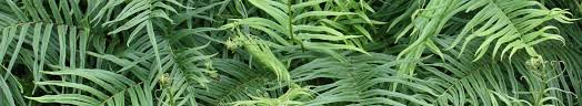 Image result for Pteris