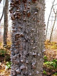 Email: Derek Saari Update