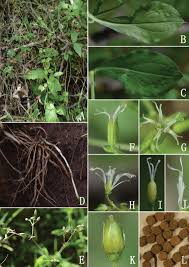 Image result for Silene kiwuensis