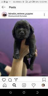Akc yellow labrador retriever puppy. Lab Puppies For Sale In Ohio Puppies For Sale Near Me Facebook