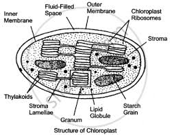Sepals protect the flowers before they bloom. Draw A Neat And Well Labeled Diagram Of The Chloroplast Biology Shaalaa Com