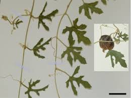 Image result for Cucumis aetheocarpus