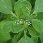 Image result for Euploca ovalifolia